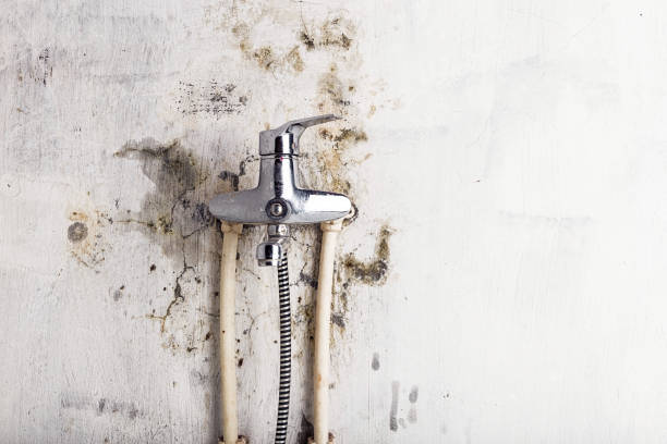  Combe, LA Mold Removal Pros