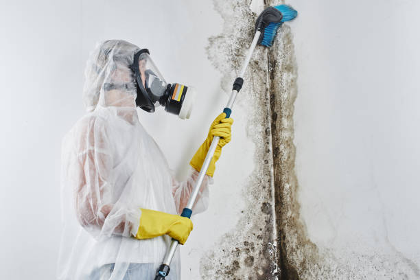 Best Mold Testing and Inspection Services in Combe, LA
